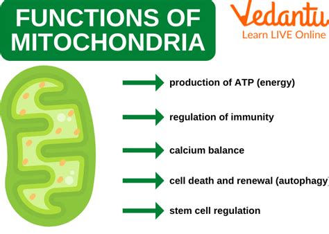 Mitochondria - Structure, Functions and Facts