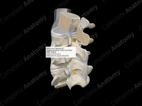 Articular Capsule of Zygapophyseal Joint (Lumbar Part; Right ...