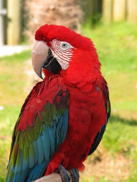 Green Winged Macaw - Cougar Mountain Zoo