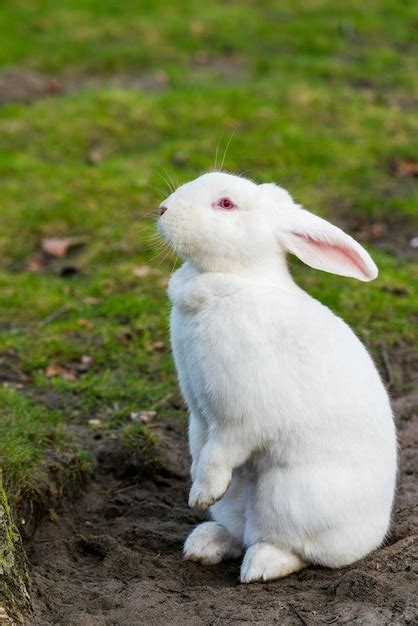 Premium Photo | White rabbit rabbit on grassy field