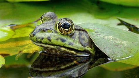 Invasive American bullfrogs worry Creston Valley conservationists ...