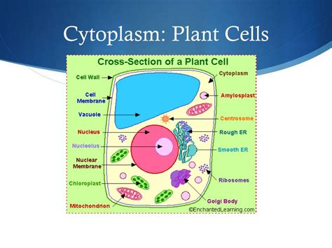 PPT - Cytoplasm PowerPoint Presentation, free download - ID:2615579