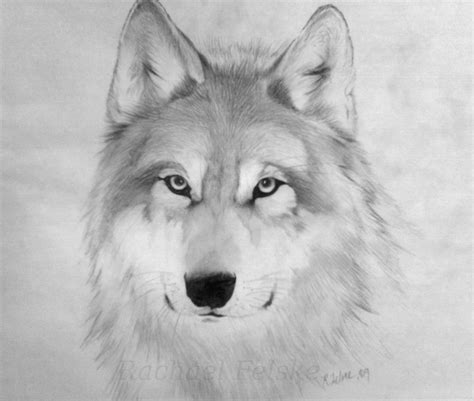 timber wolf drawing by starlite18 traditional art drawings animals ...