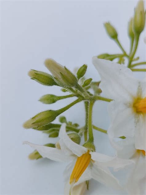 Flower Arrangement of Solanum Torvum. Stock Photo - Image of natural ...