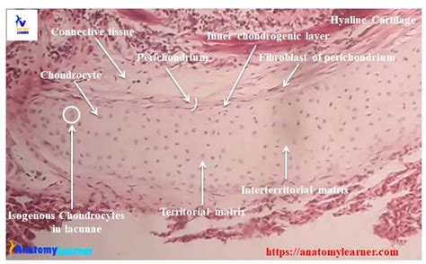 Hyaline Cartilage Histology Labeled