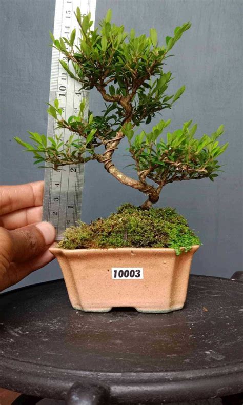 Bonsai Phyllanthus Myrtifolius (10003), Furniture & Home Living ...