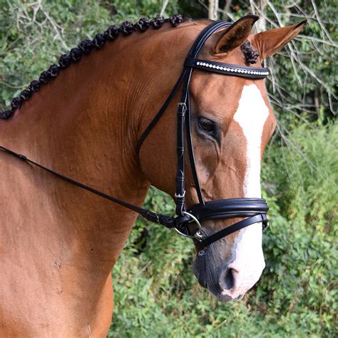 Dressage Bridles | The Farm House