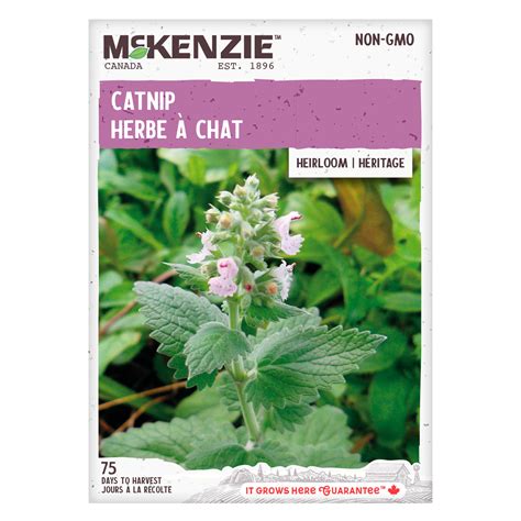 Catnip Seeds – McKenzie Seeds