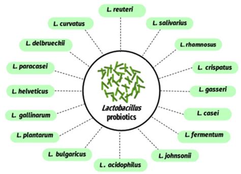 Lactobacillus Species as Probiotics: Isolation Sources and Health ...