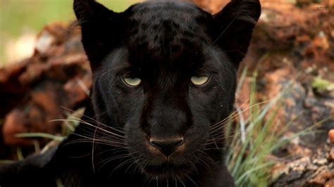 Black Panther Wallpapers - Wallpaper Cave