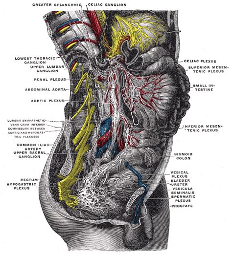 Celiac plexus - wikidoc