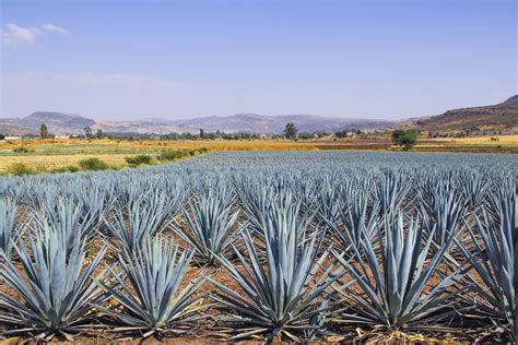 Things to Do in Tequila Jalisco Mexico