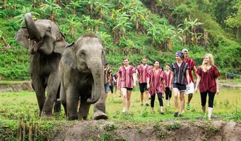 Chiang Mai Elephant Sanctuary Visit (Half/Full Day/Overnight) - Trazy ...