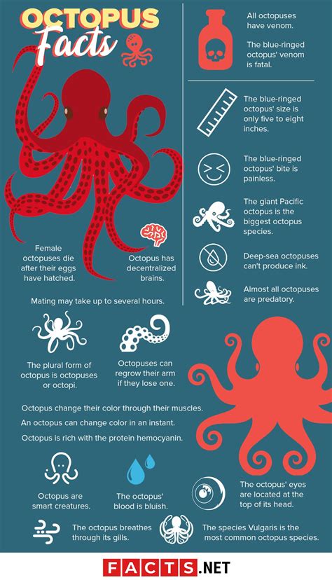 50 Surprising Octopus Facts You Probably Never Knew - Facts.net ...