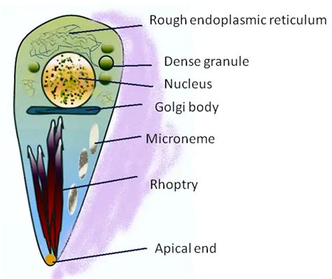 Toxoplasma Gondii's Instagram, Twitter & Facebook on IDCrawl