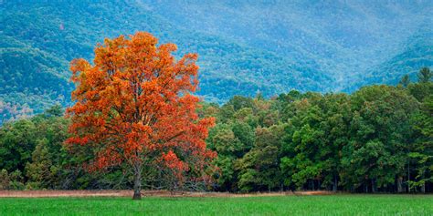 Lone Tree Orange Fall Color Cades Cove Tennessee Photo Print | Photos ...