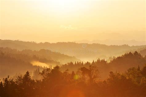 Misty Forest at Sunrise stock image. Image of forest - 109069629