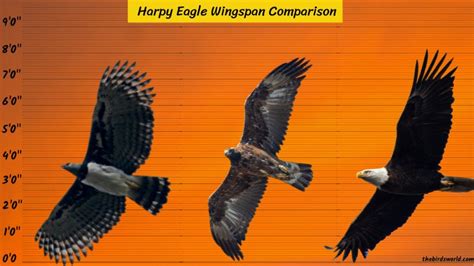 Harpy Eagle Wingspan: How Does It Compare With Others?