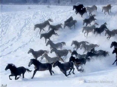 Wild horses | Snow Scenes | Pinterest