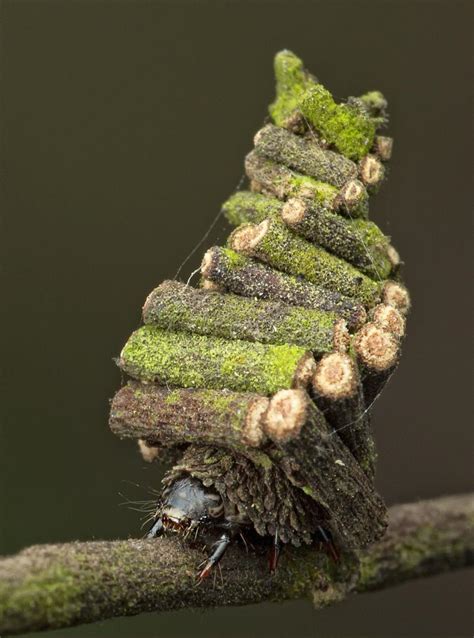 The Bagworm moth caterpillar cuts up pieces of plant to create a home ...