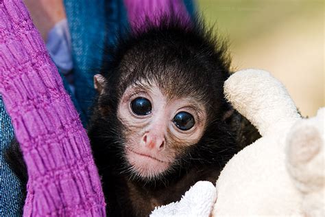 Baby Spider Monkey by duncan-blues on DeviantArt