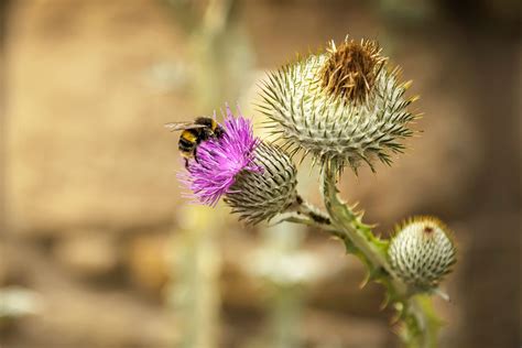 Thistle - National Flower of Scotland | VisitScotland