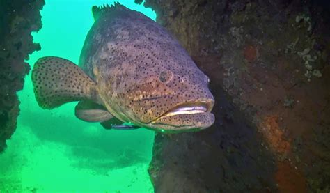 GOLIATH GROUPER HARVEST SEASON BEGINNING IN 2023, BUT KEYS LARGELY ...