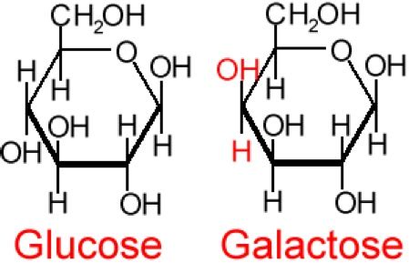 71 GLUCOSE GALACTOSE STRUCTURE DIFFERENCE - StructureofGalactose3