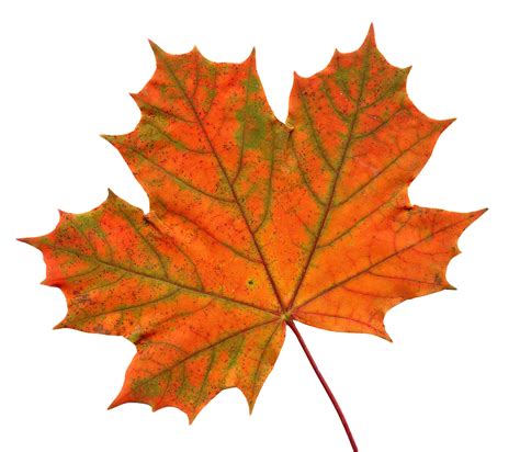 Maple Leaf PNG Image - PurePNG | Free transparent CC0 PNG Image Library