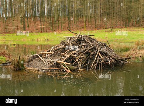 European Beaver (Castor fiber), beaver's lodge, beaver dam Stock Photo ...