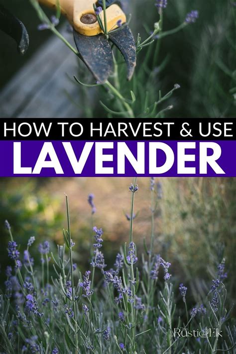 Harvesting Lavender: A Guide For Harvesting, Pruning And Drying ...