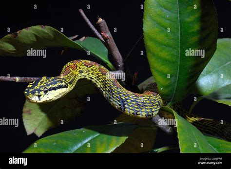 Red-spotted pit viper on foliage China Stock Photo - Alamy