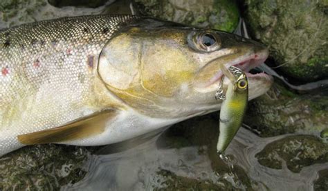 Best Trout Lures | Rivers, Streams, Lakes. | Rod And Reel Guide