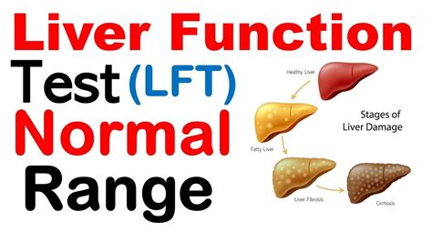 Liver Function Test Normal Range / Liver function tests are blood tests ...