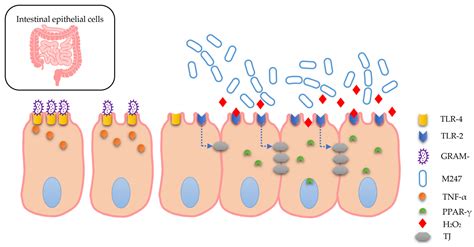 Microbiology Research | Free Full-Text | Lactobacillus crispatus M247 ...