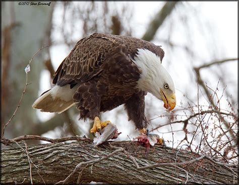 James River Eagles 2012/_2SB4292 american bald eagle eating fish