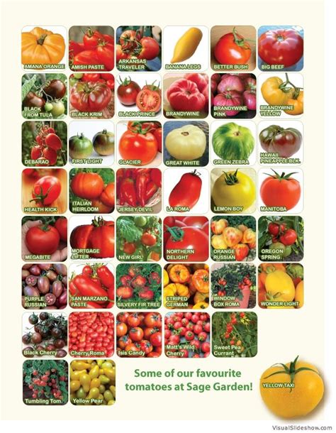 Tomato Chart | Types of Tomatoes, Heirloom Tomato Seeds