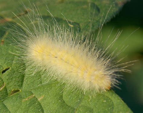 Yellow Woolly Bear Caterpillar - Virginia Tiger Moth