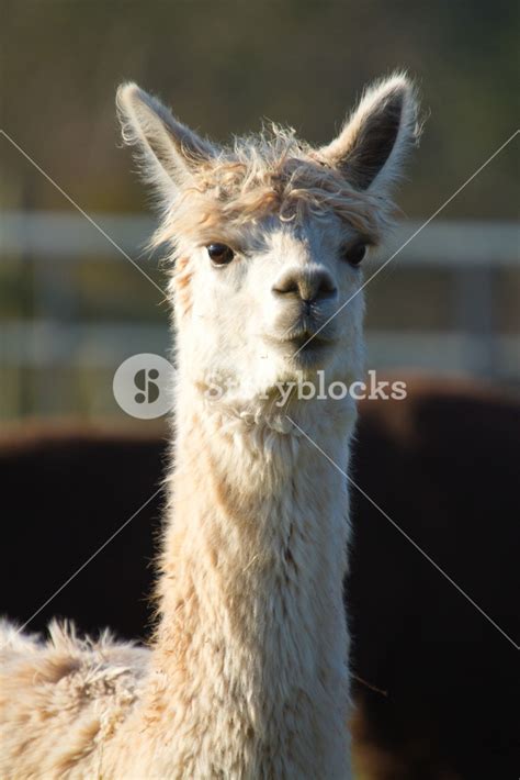 Alpaca animal with long neck and ears pricked up Royalty-Free Stock ...