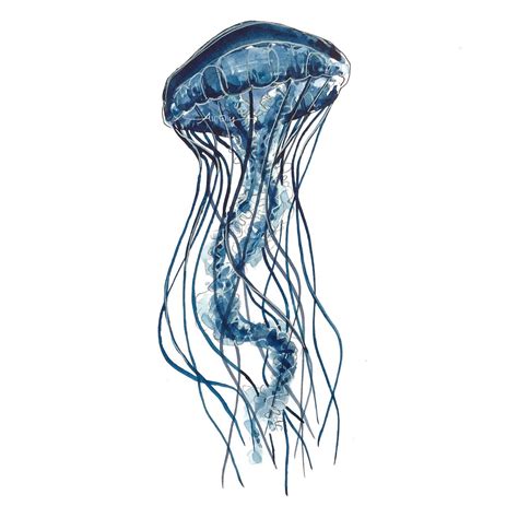 Box Jellyfish Drawing | Free download on ClipArtMag