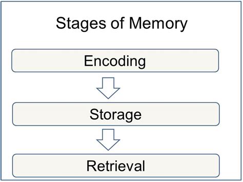 Memory Stages In Psychology: Encoding Storage & Retrieval