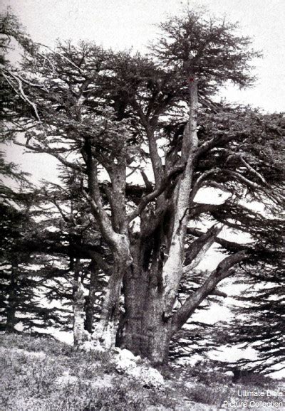 1 Kings 5 Bible Pictures: Cedars of Lebanon