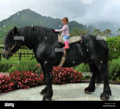 Percheron horse hi-res stock photography and images - Alamy