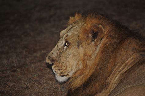 Sasan Gir – Lions, Tribals, Villages and Water – Climaction