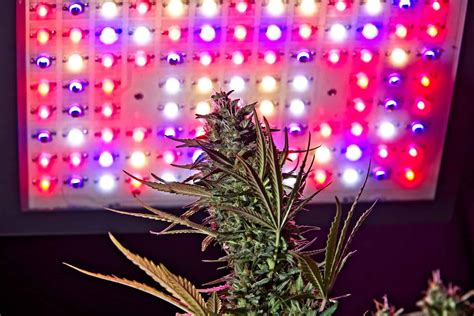 Full-Spectrum Lighting for Growing Cannabis - CTU