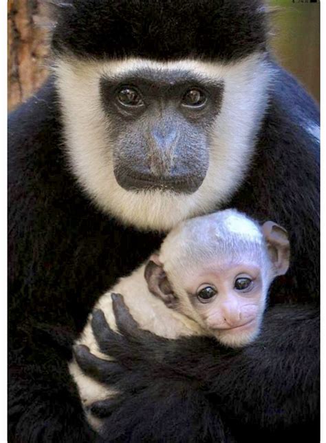 Mother Black and White Colobus monkey (Colobus guereza) cradling her ...