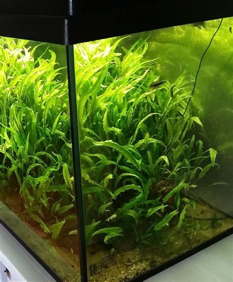 Home | Planted aquarium, Freshwater aquarium plants, Low light plants