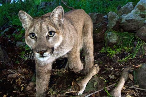 Calif. hiker injured when stopping mountain lion attack on dog