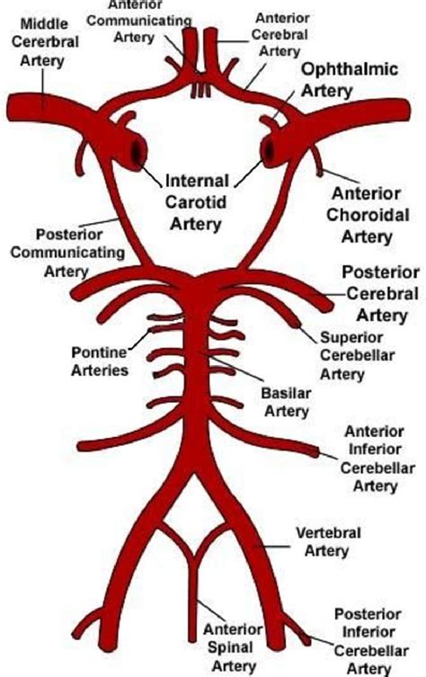 Variants of the posterior cerebral circulation and its significance ...