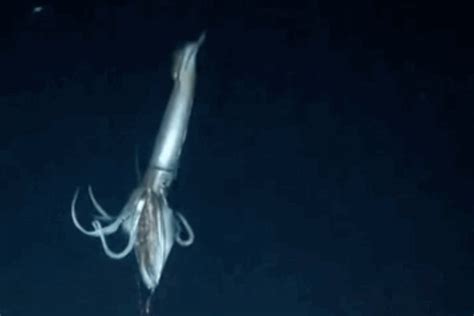 Live Giant Squid